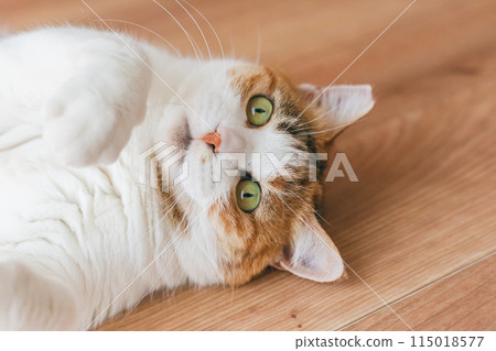 Pet cat playing in the room Pet cat playing in the room 115018577