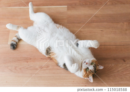 家貓在房間裡玩耍 115018588