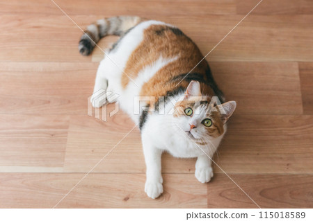 Pet cat playing in the room Pet cat playing in the room 115018589