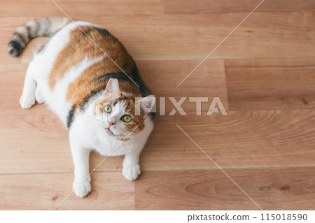 Pet cat playing in the room Pet cat playing in the room 115018590