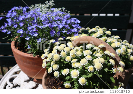 Pot of lobelia and euphorbia Pot of lobelia and euphorbia 115018710