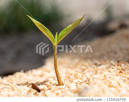 Fuyu Aoi的萌芽 Fuyu Aoi的萌芽 115018756