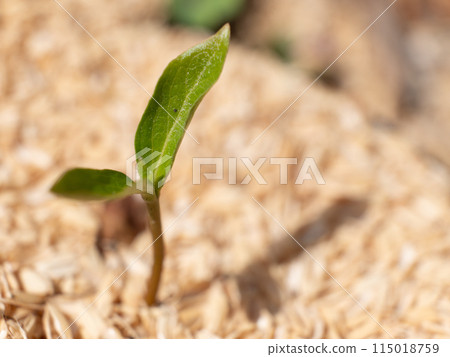 A bud of Fuyu Aoi 115018759