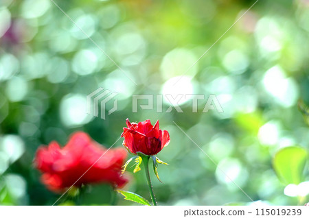 某天看到的玫瑰花 某天看到的玫瑰花 115019239