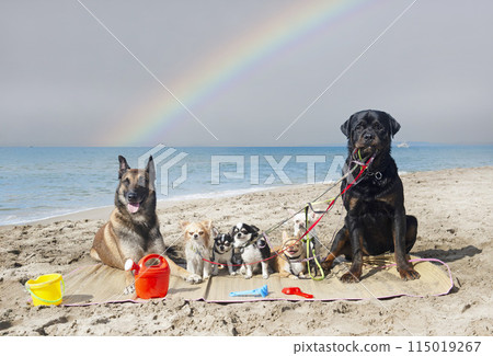 chihuahuas, malinois , rottweiller and beach chihuahuas, malinois , rottweiller and beach 115019267
