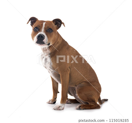 staffordshire bull terrier staffordshire bull terrier 115019285