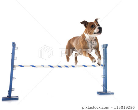 staffordshire bull terrier staffordshire bull terrier 115019286