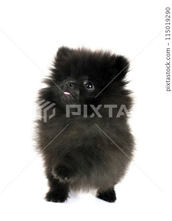 puppy pomeranian in studio puppy pomeranian in studio 115019290