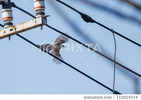 A beautiful Blue-and-white Magpie (Crow family) in flight at Koishikawa Botanical Garden, Bunkyo-ku, Tokyo, Japan. Photographed in the New Year of 2024. 115019354