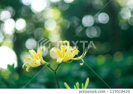 Yellow Higambana Yellow Higambana 115019420