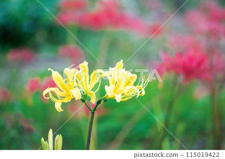 Cluster amaryllis Cluster amaryllis 115019422