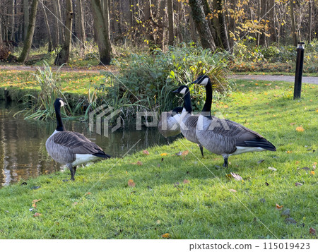 Bar Headed Gooses on the grass in a park . Bar Headed Gooses on the grass in a park . 115019423