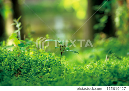 新鮮的綠色發芽 115019427