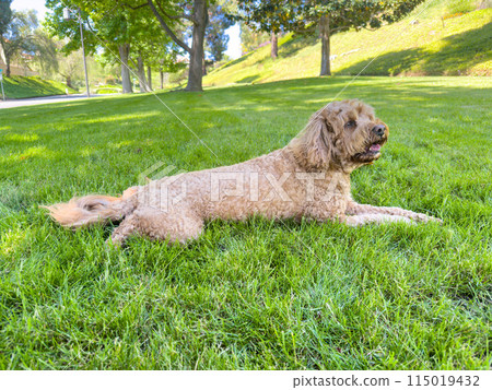 Cute Cavapoo Dog in a Park 115019432