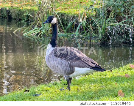 Bar Headed Goose on the grass in a park . 115019445