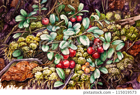 Lingonberry growing in the green moss in the forest. Watercolor painted illustration. Forest nature scene. Cowberry plant in the woodland illustration. Lingonberry wild plant with red ripe berries Lingonberry growing in the green moss in the forest. Watercolor painted illustration. Forest nature scene. Cowberry plant in the woodland illustration. Lingonberry wild plant with red ripe berries 115019573