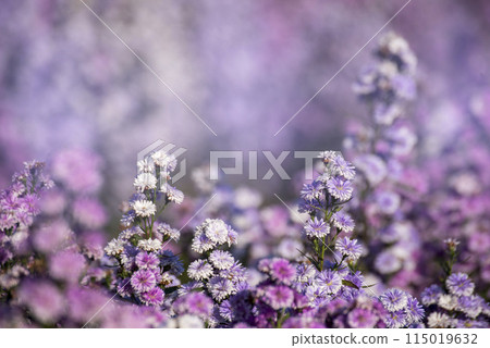 Purple Pastel margaret flower floral soft nature blossom blurred background. Pastel violet romance bloom spring season. Magenta petals blossom in beautiful garden. Close-up violet floral wildflower 115019632