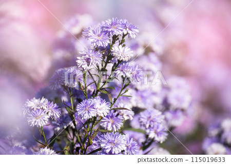 Purple Pastel margaret flower floral soft nature blossom blurred background. Pastel violet romance bloom spring season. Magenta petals blossom in beautiful garden. Close-up violet floral wildflower 115019633