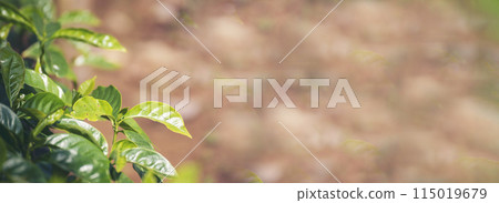 Banner Agriculture Green coffee tree growing berry bean plant. Coffee tree farm growth in eco organic garden. Panorama Fresh coffee bean green leaf bush berry plant arabica garden with copy space 115019679