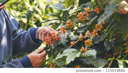 Man Hands harvest coffee bean ripe Red berries plant fresh seed coffee tree growth in green eco organic farm. Close up hands harvest red ripe coffee seed robusta arabica berry harvesting coffee farm 115019680