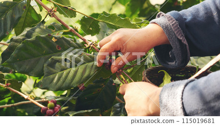 Coffee plant farm woman Hands harvest raw coffee beans. Ripe Red berries plant fresh seed coffee tree growth in green eco farm. Close up hands harvest red seed in basket robusta arabica plant farm. 115019681