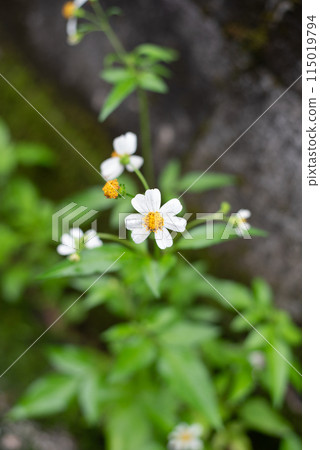 Bidens dandelion with raindrops on white petals 115019794