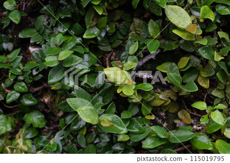 Wet plants growing on a wall 115019795