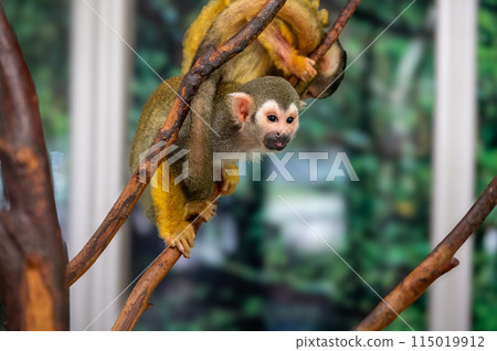 Bolivian squirrel monkey 115019912