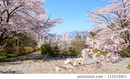 福島的櫻花在春天盛開,福島市茶屋沼公園 福島的櫻花在春天盛開,福島市茶屋沼公園 115019951