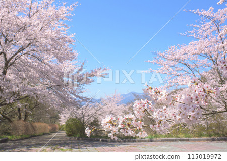 Fukushima's cherry blossoms in full bloom in spring at Chayanuma Park, Fukushima city Fukushima's cherry blossoms in full bloom in spring at Chayanuma Park, Fukushima city 115019972