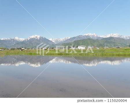 被雪覆蓋的山脈倒映在稻田裡 115020004