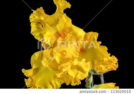 Blooming yellow iris on a black background Blooming yellow iris on a black background 115020018