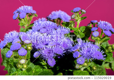 Blooming blue Ageratum Bluemink on a Crimson background 115020019