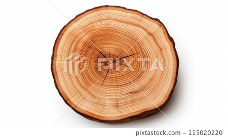 smooth cross section brown tree stump slice with age rings cut fresh from the forest with wood grain isolated on white background. Top view 115020220