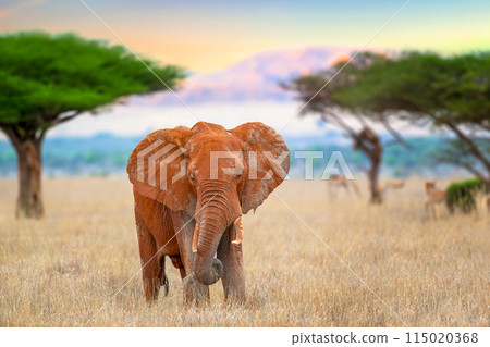Elephant standing in savannah with acacia trees in sunset background Elephant standing in savannah with acacia trees in sunset background 115020368