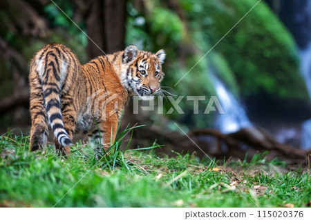 Tiger cub in the wild. Baby animal in green grass on waterfall background Tiger cub in the wild. Baby animal in green grass on waterfall background 115020376