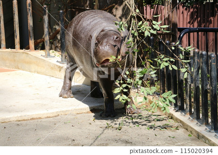 A pygmy hippopotamus with a voracious appetite A pygmy hippopotamus with a voracious appetite 115020394