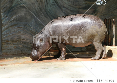 The pygmy hippopotamus, one of the world's three rarest animals 115020395