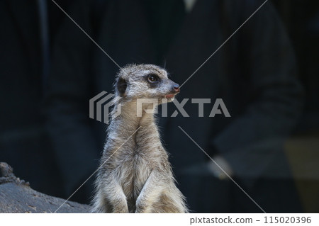 Meerkat keeps watch Meerkat keeps watch 115020396