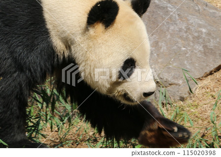 Giant panda walking Giant panda walking 115020398