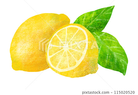Hand drawn illustration of lemon Hand drawn illustration of lemon 115020520
