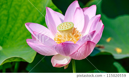 蓮花 115020559