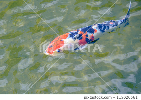 一條鯉魚 115020561