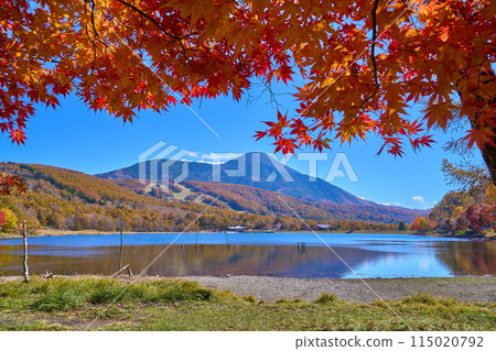 秋天的長野縣蓼科町梅神湖畔,透過紅葉眺望蓼科山 秋天的長野縣蓼科町梅神湖畔,透過紅葉眺望蓼科山 115020792