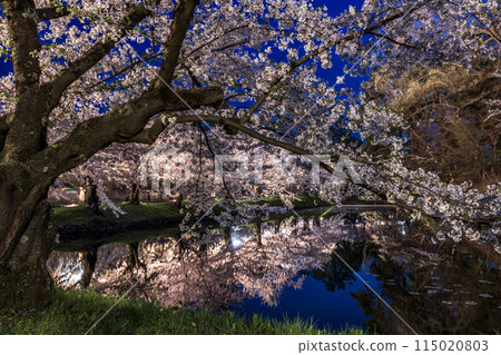 青森縣弘前櫻花祭之夜櫻花08 115020803