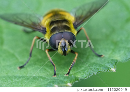 Extreme closeup on the head and eyes of European Batman hoverfly, Myathropa florea sitting on a leaf in the garden 115020949