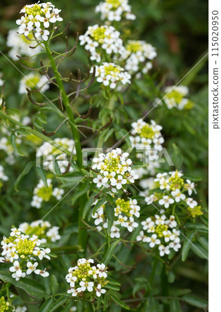 Closeup on he white flowering North-American Watercress or yellowcress wildflower, Nasturtium officinale at Bandon, Oregon Closeup on he white flowering North-American Watercress or yellowcress wildflower, Nasturtium officinale at Bandon, Oregon 115020950