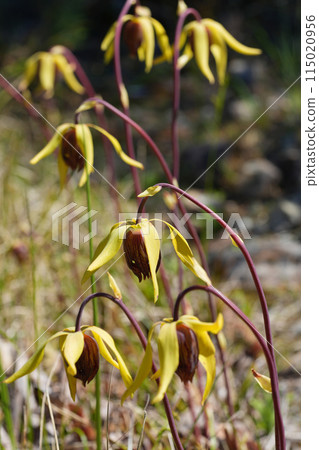 Closeup on the flowers of the endangered Oregon pitcher plant or cobra lily, Darlingtonia californica in Crescent city area, California 115020956