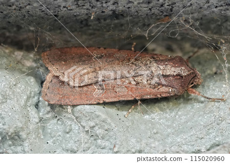 Closeup on a brown owlet moth, Peridroma saucia hiding under a rock during the day, Oregon 115020960