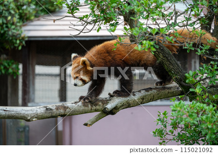 Lesser panda 115021092